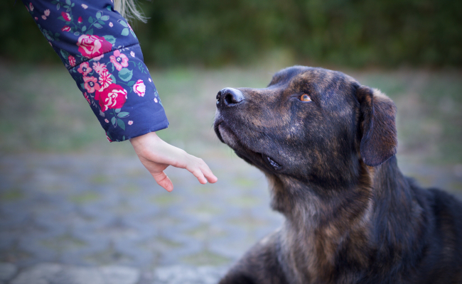 dog